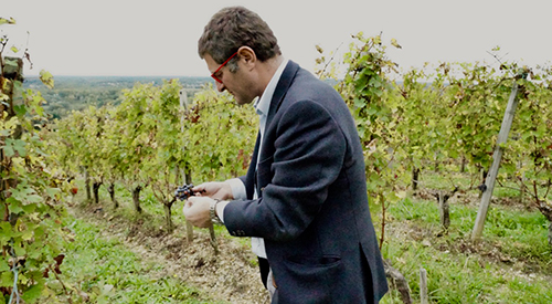 Photo of Winemaker Yannick Evenou inspects grapes; Chateau Reaut, Bordeaux, France Photo of Winemaker Yannick Evenou inspects grapes; Chateau Reaut, Bordeaux, France